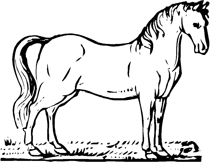 horse