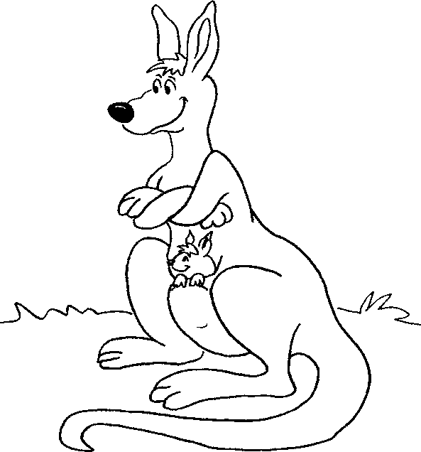 kangaroo with her baby in her pocket