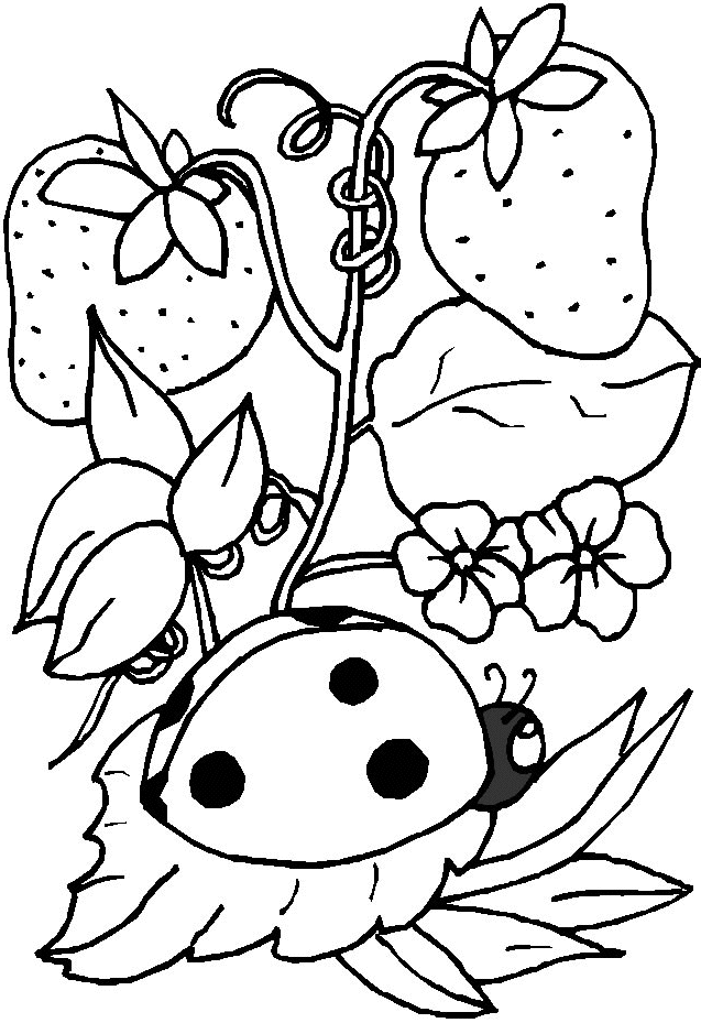 ladybird and fruits