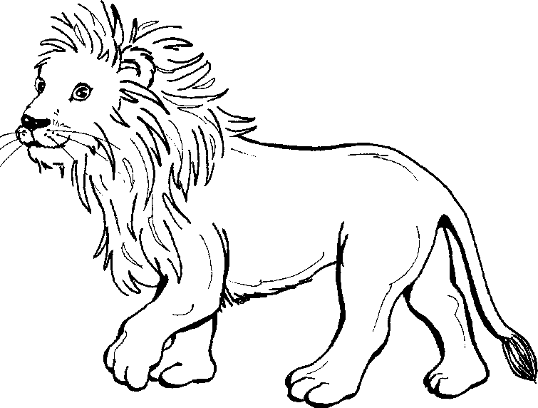 a young lion cub
