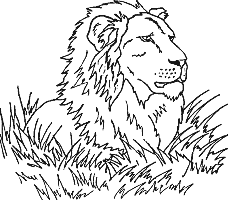 lion in savanna