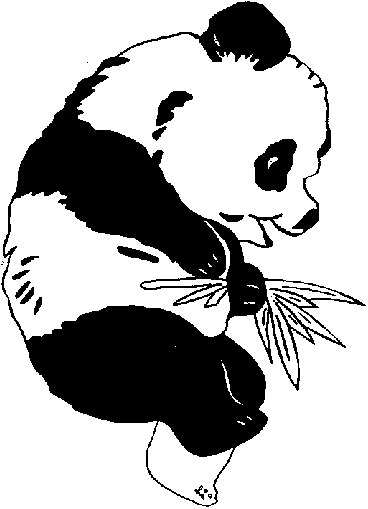 giant panda