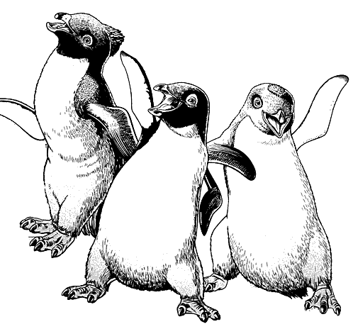 three penguins