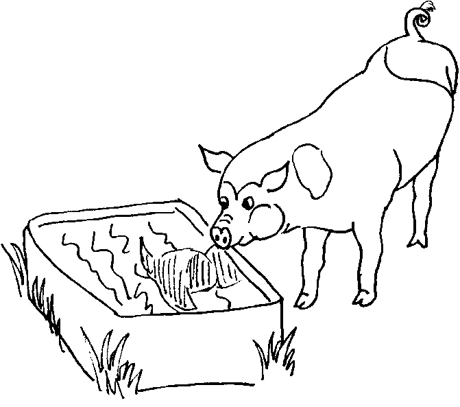 pig which drinks water