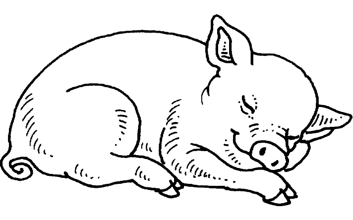 pig which sleeps in the pigsty