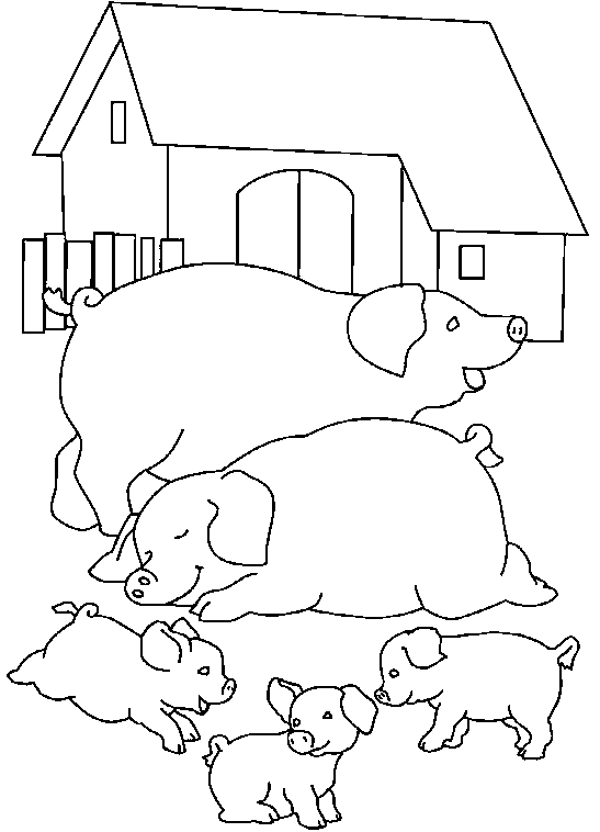 pigs in a farm