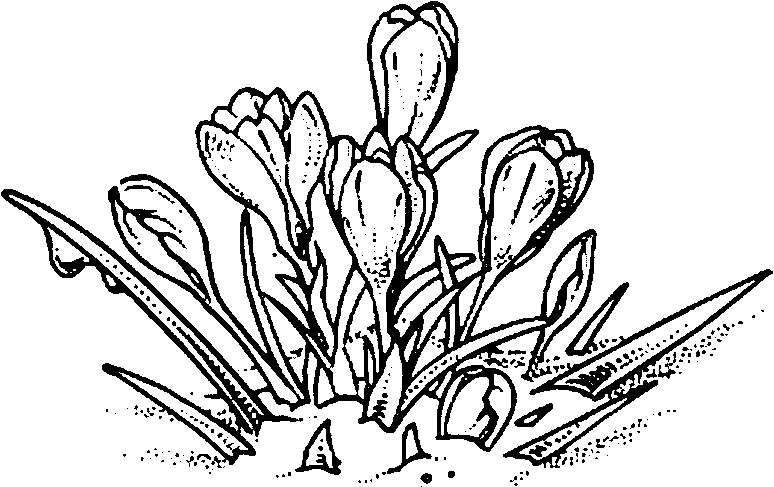 Crocus cultivars