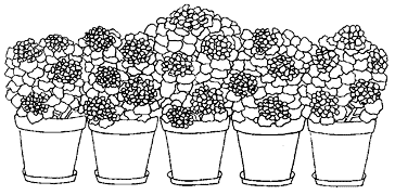 hydrangeas