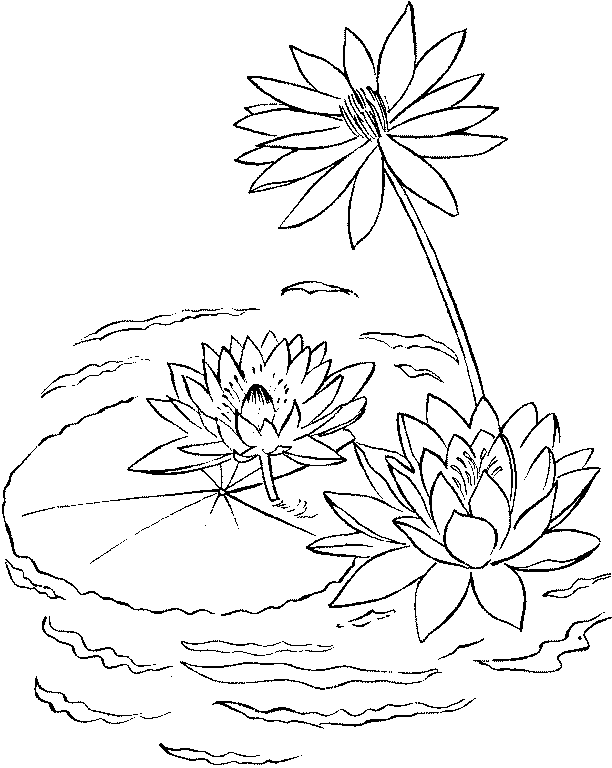 water lily on a lake