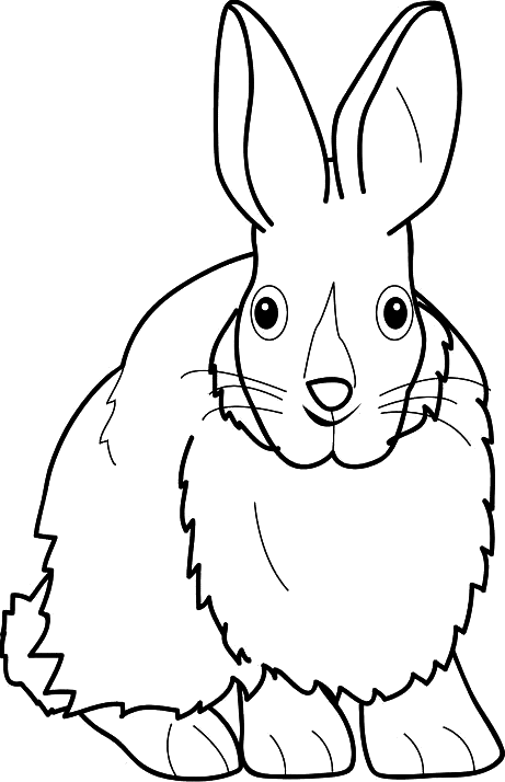 a beautiful rabbit