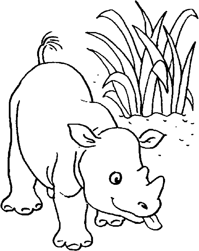 baby rhinoceros