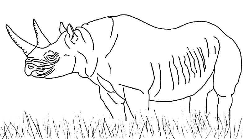 rhinoceros in savanna