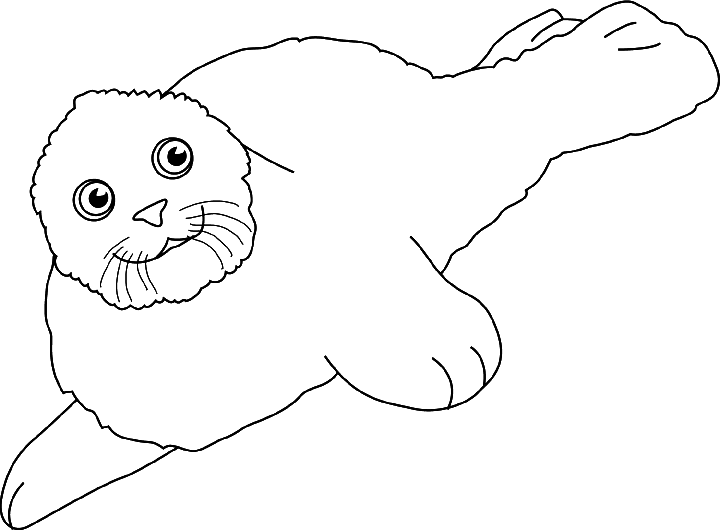 Greenland seal