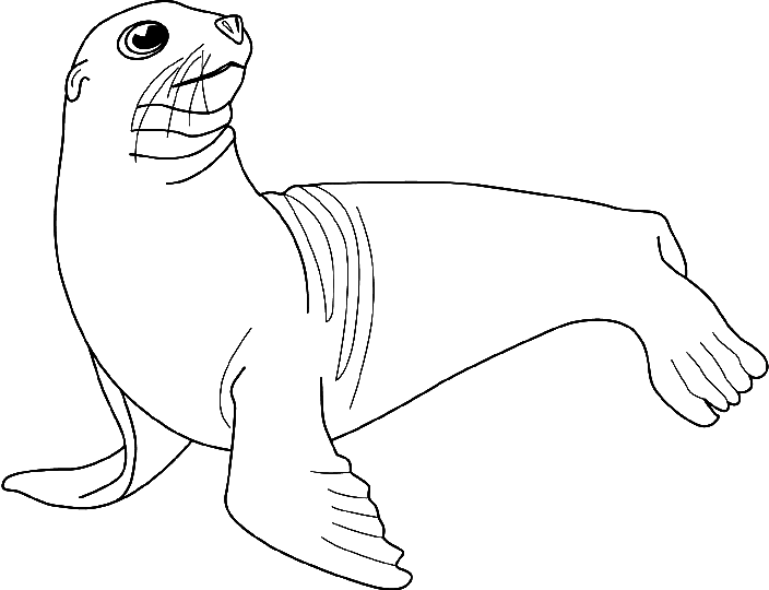 Coloring Sea lions picture