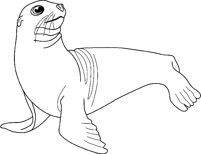 Sea lions