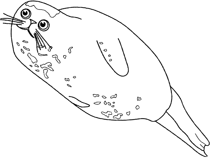 a big harbor seal