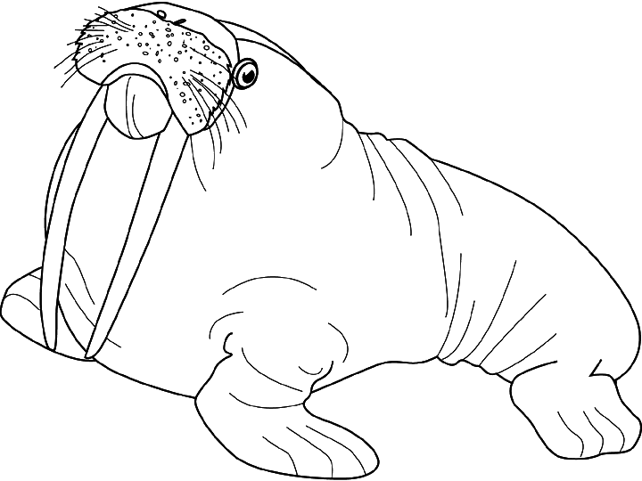 walrus with his tusks