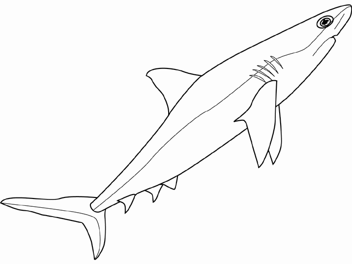 shark 2
