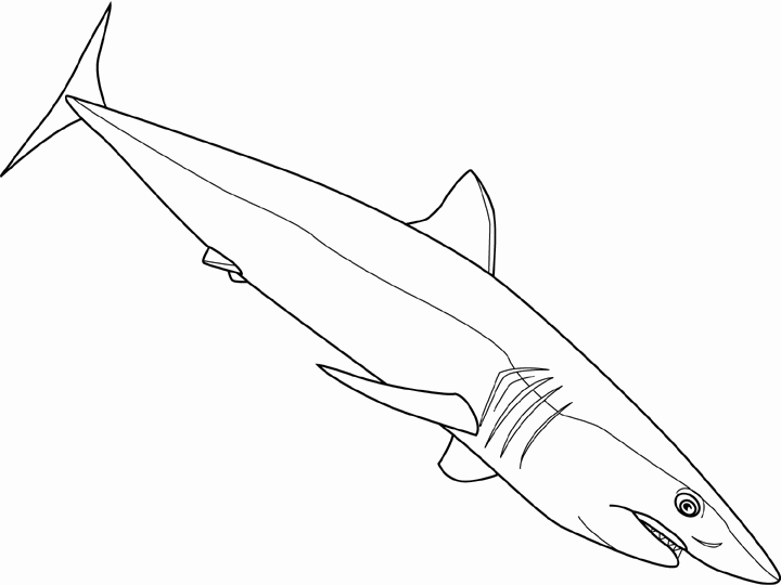 shortfin mako shark