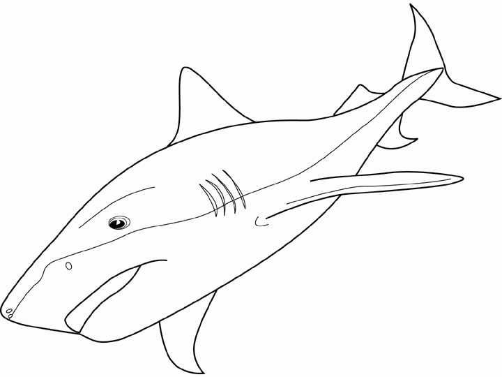 tiger shark