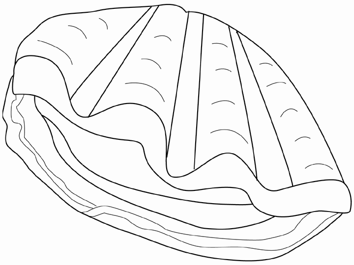 clam