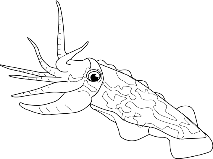 cuttlefish