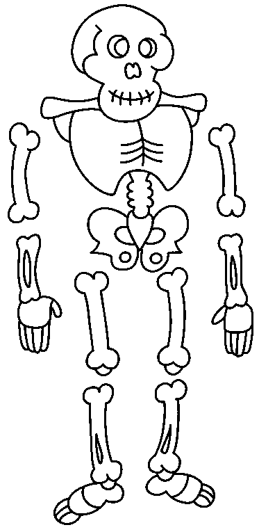 pieces of skeleton