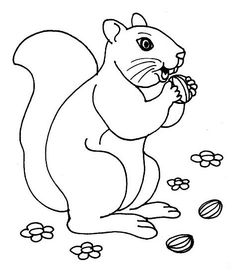 Squirrel eat nut