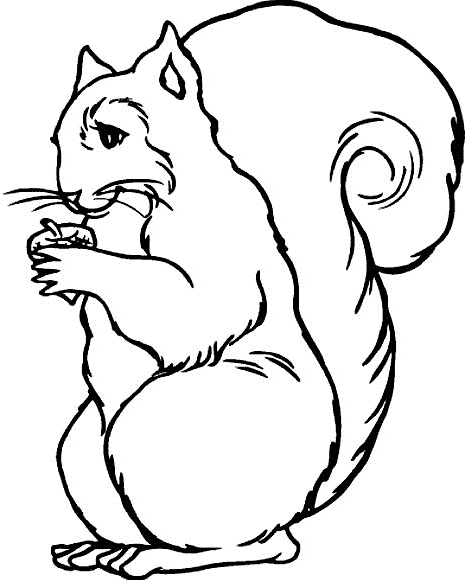 Squirrel