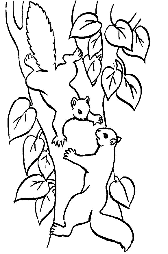 Two squirrels in a tree