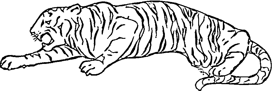 picture of a tiger
