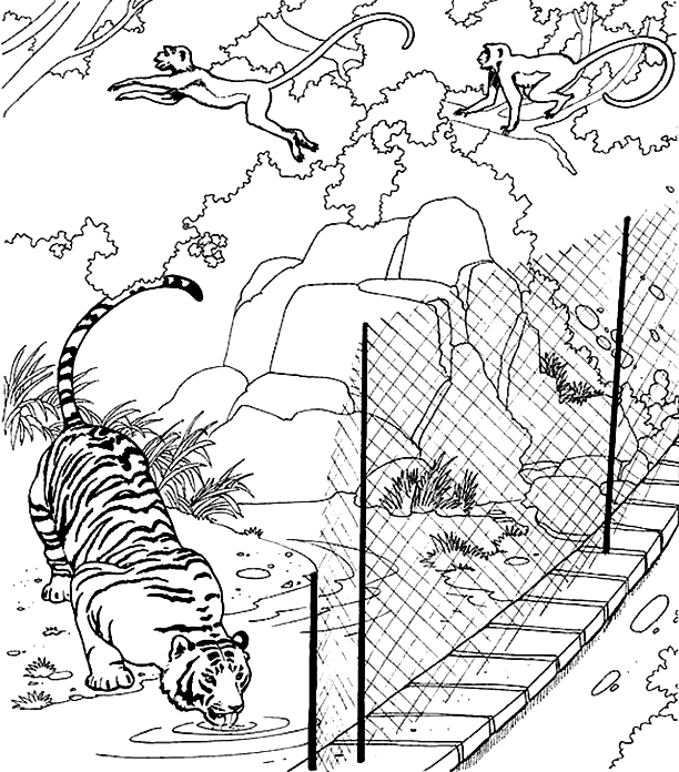 tiger and monkeys
