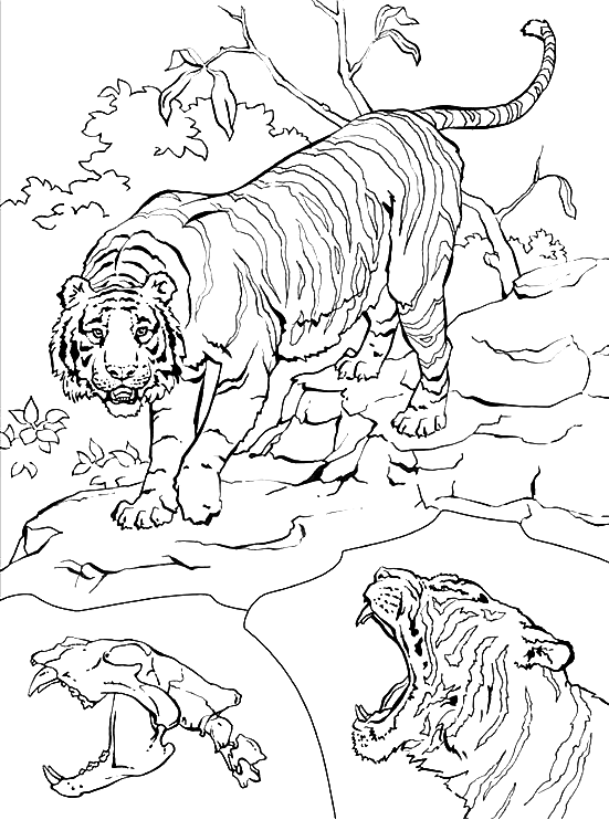 tiger