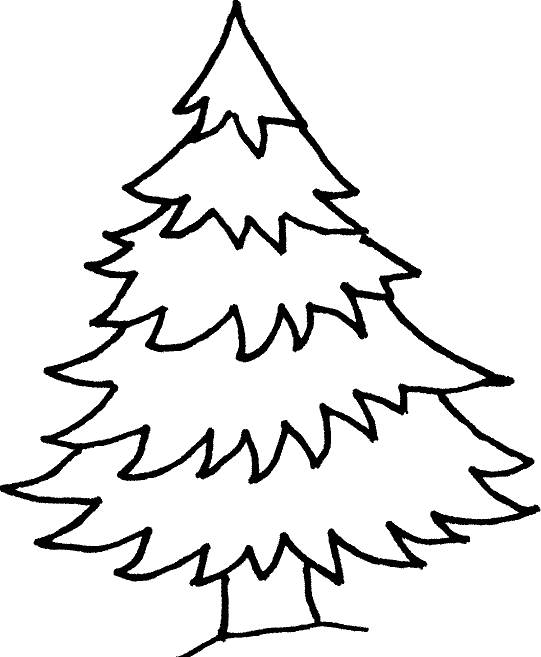 fir tree