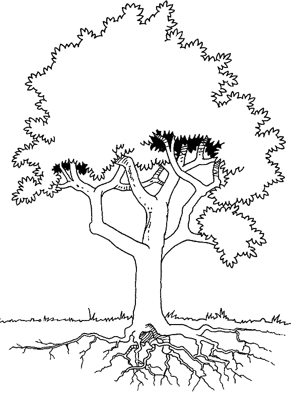 tree with roots