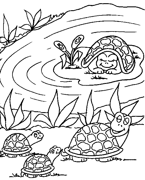 Families of turtles around the water