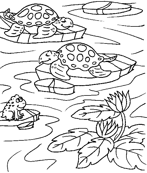 Two tortoises on two small islands