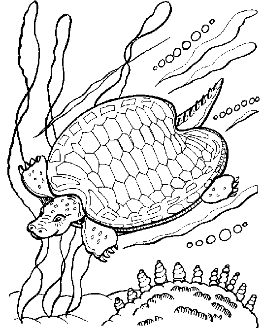 underwater tortoise in the sea