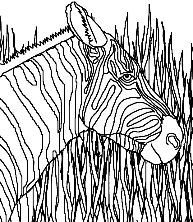 zebra  with high grasses