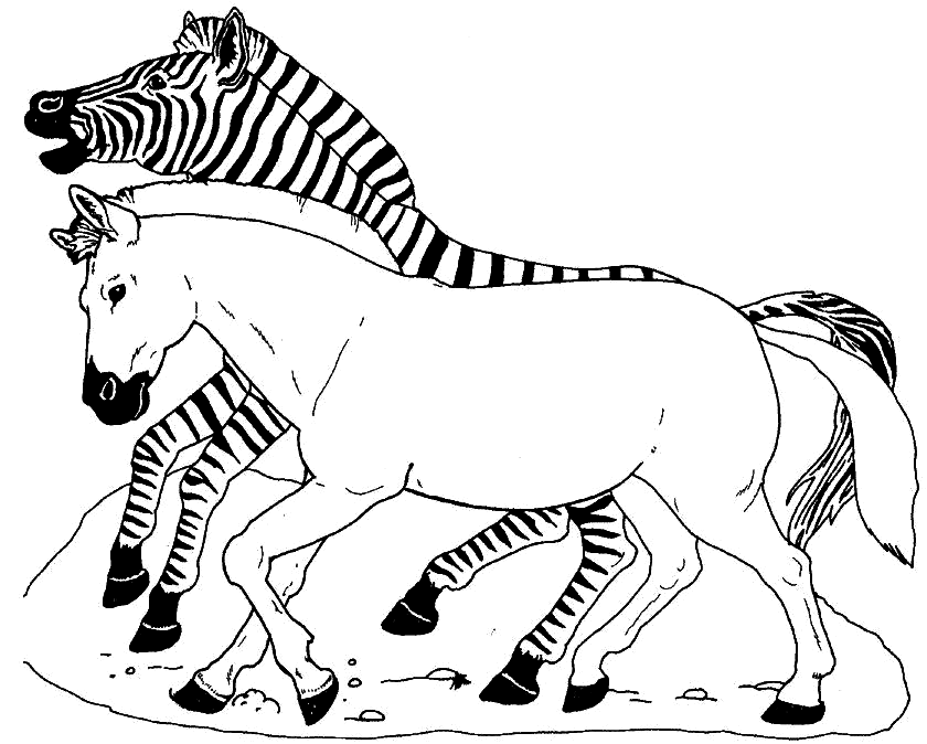 zebra with horse