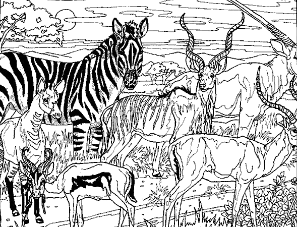 zebra with some animals