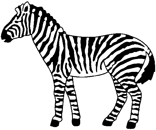 zebra